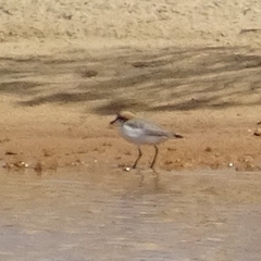 Charadrius ruficapillus