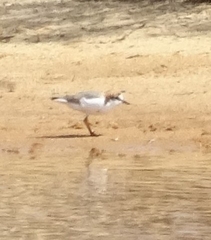 Charadrius ruficapillus