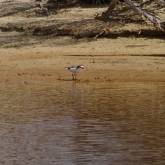 Charadrius ruficapillus
