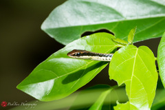 Dendrelaphis pictus