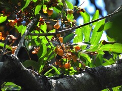 Cupaniopsis foveolata