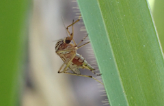 Aedes vittiger