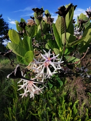 Dais cotinifolia