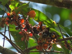 Cupaniopsis foveolata