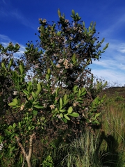 Dais cotinifolia