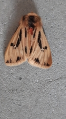 Ardices curvata