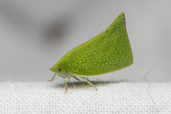 Siphanta acuta