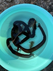 Synaptula reciprocans