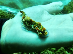 Miamira flavicostata