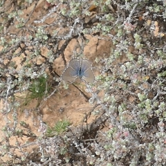 Theclinesthes serpentata
