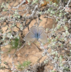 Theclinesthes serpentata