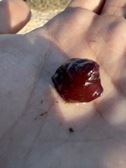 Actinia mediterranea