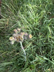 Erigeron primulifolius
