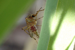 Aedes vittiger