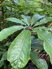 Schefflera digitata