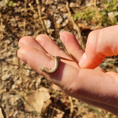 Ablepharus kitaibelii