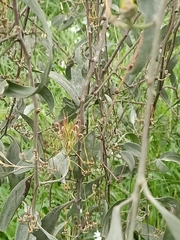 Amyema quandang