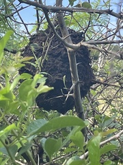 Crematogaster peringueyi