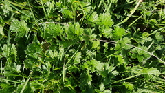 Modiola caroliniana