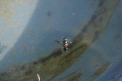 Acmaeoderini