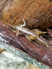 Larifugagraecia spuria