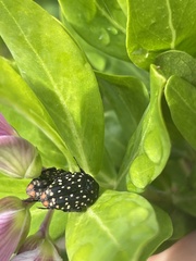 Oxythyrea marginalis