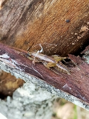 Larifugagraecia spuria