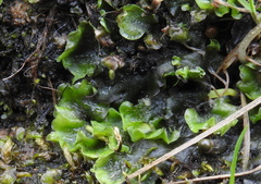 Pellia neesiana