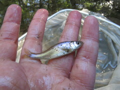 Cyprinella lutrensis