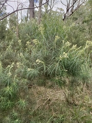 Cassinia longifolia