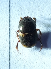 Onthophagus favrei