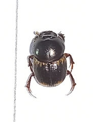 Onthophagus favrei