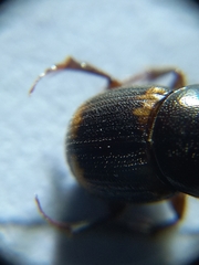 Onthophagus favrei