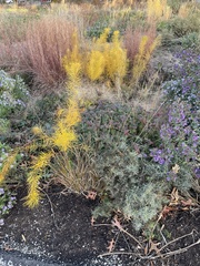 Amsonia hubrichtii