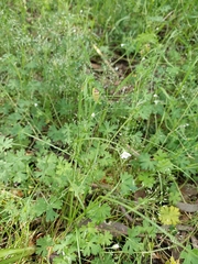 Geranium potentilloides