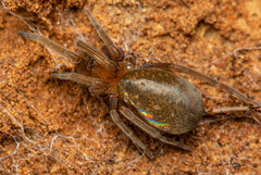 Phyxelididae