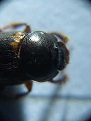 Onthophagus favrei