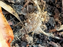 Hadronyche macquariensis