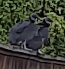 Coragyps atratus