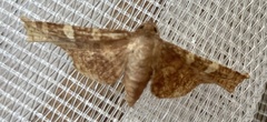 Thyrididae