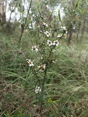 Leptospermum continentale
