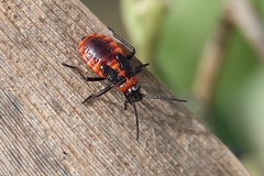 Tropidothorax leucopterus