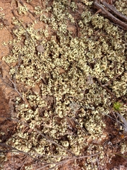 Xanthoparmelia semiviridis