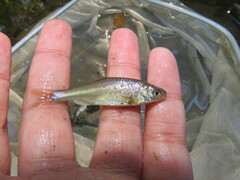 Cyprinella lutrensis