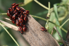 Tropidothorax leucopterus
