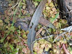 Drosera aberrans