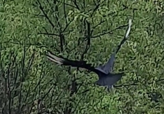Coragyps atratus