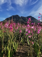 Watsonia borbonica
