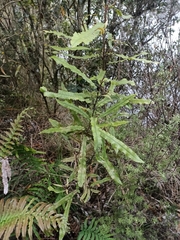 Knightia excelsa