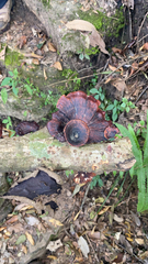 Microporus xanthopus